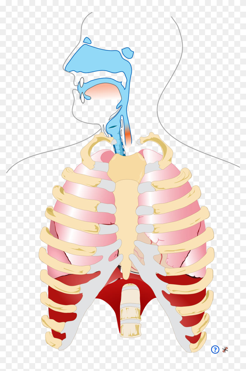 Png Respiratory System Human Respiratory System Clipart Transparent