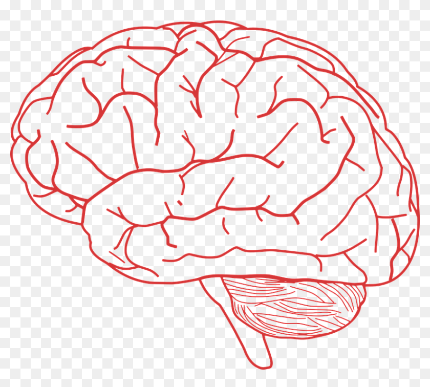 Cerebro Vector Png Brain Clip Art No Background Transparent Png