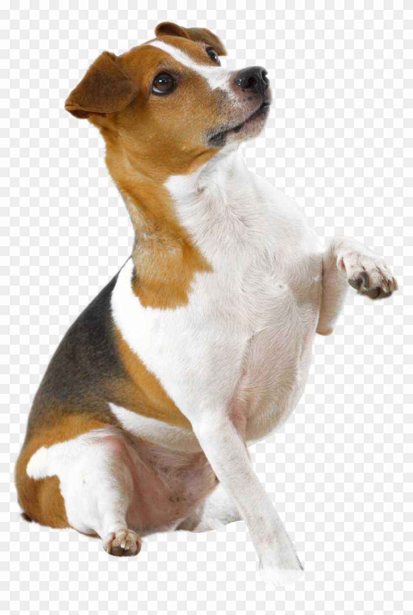 Dog Holding Paw Up - Dog With Paw Up, HD Png Download - 1024x1474 ...