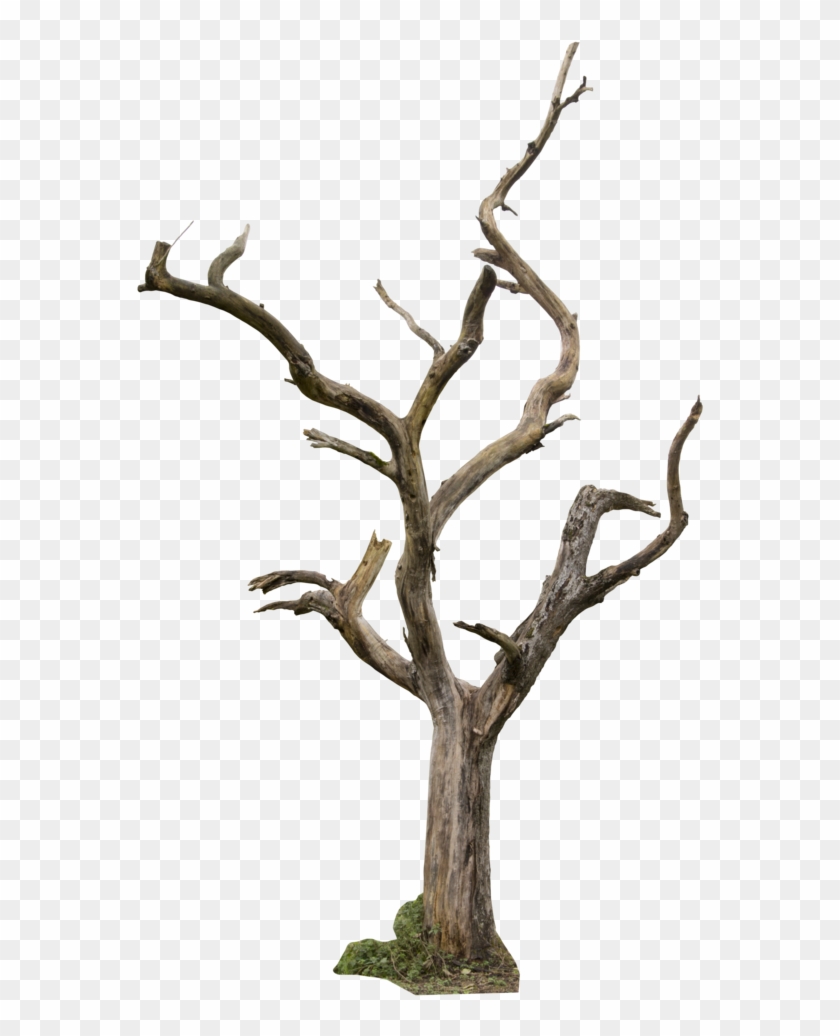 Dead Tree Clipart Tree Trunk Dead Tree Png Transparent Png 600x977 6225 Pinpng