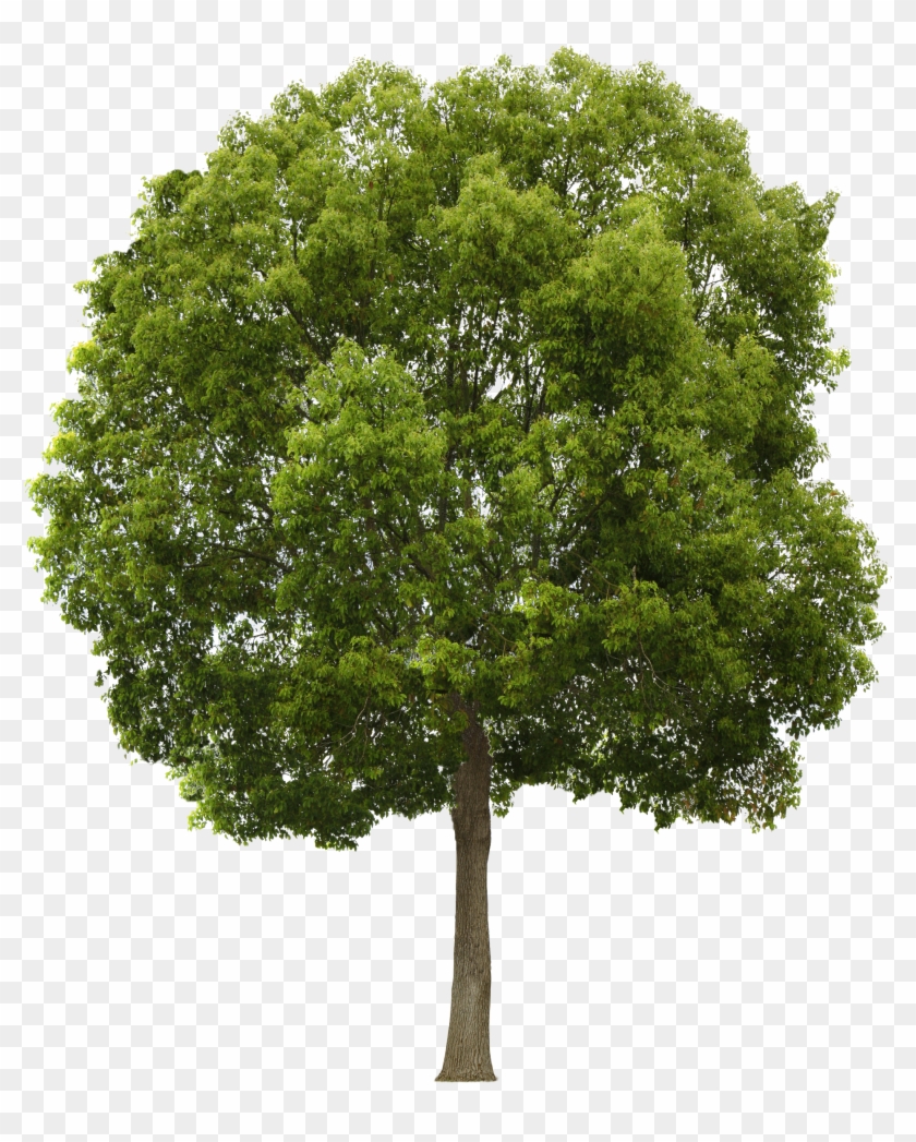 Tree Png - Tree Png Free, Transparent Png - 1903x2304 (#6941) - PinPng