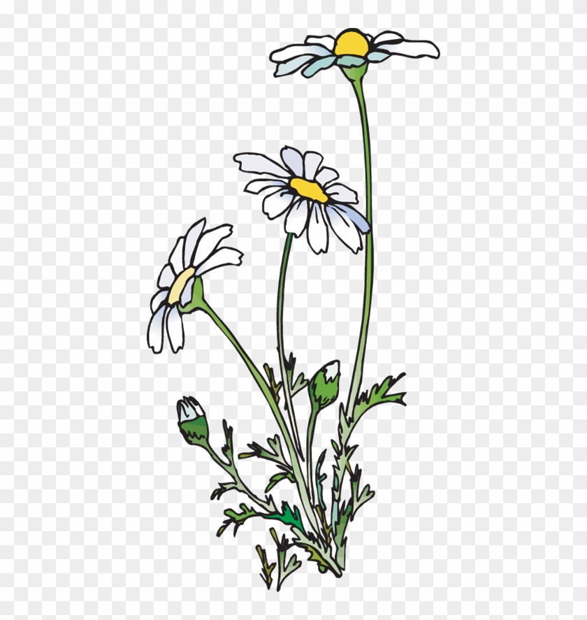 Clipart Daisies - Clipart Library - Clip Art Daisies, HD Png Download ...