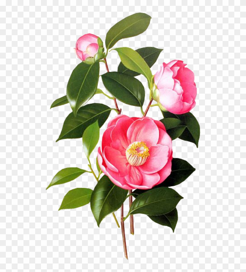 Flower Sticker - Camellia Botanical, HD Png Download - 1024x1024 ...