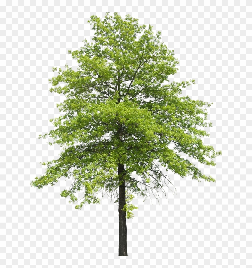 Plant Shrub Transpiration Nature Tree Arboles Clipart - Arboles Pdf, HD ...