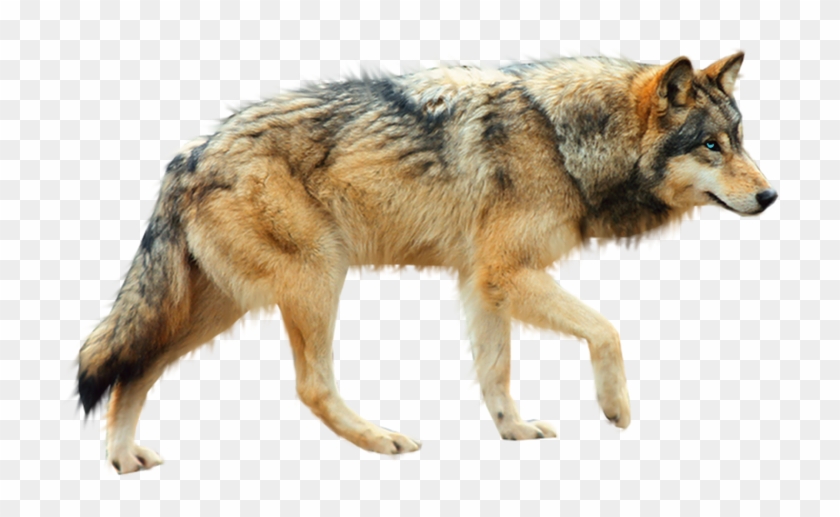 Not For Use Wolf Png - Предают Самые Близкие, Transparent Png ...