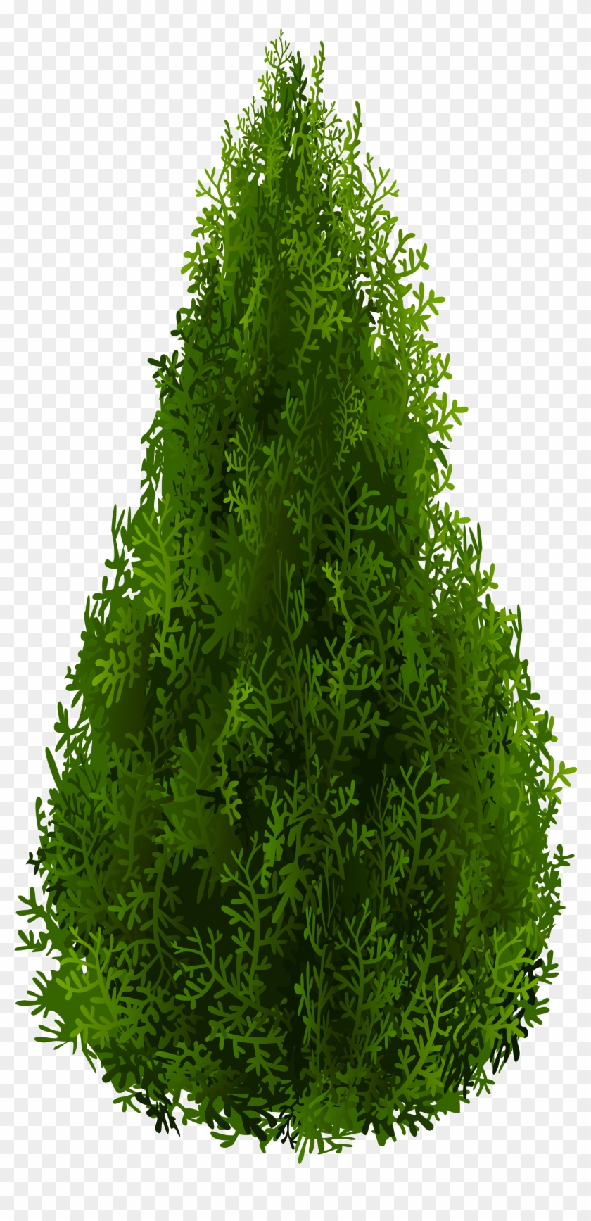 Cypress Png Clipart Picture - Cypress Tree Transparent Background, Png