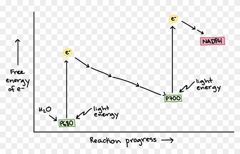 Energy Diagram Of Photosynthesis - Light-dependent Reactions, HD Png ...