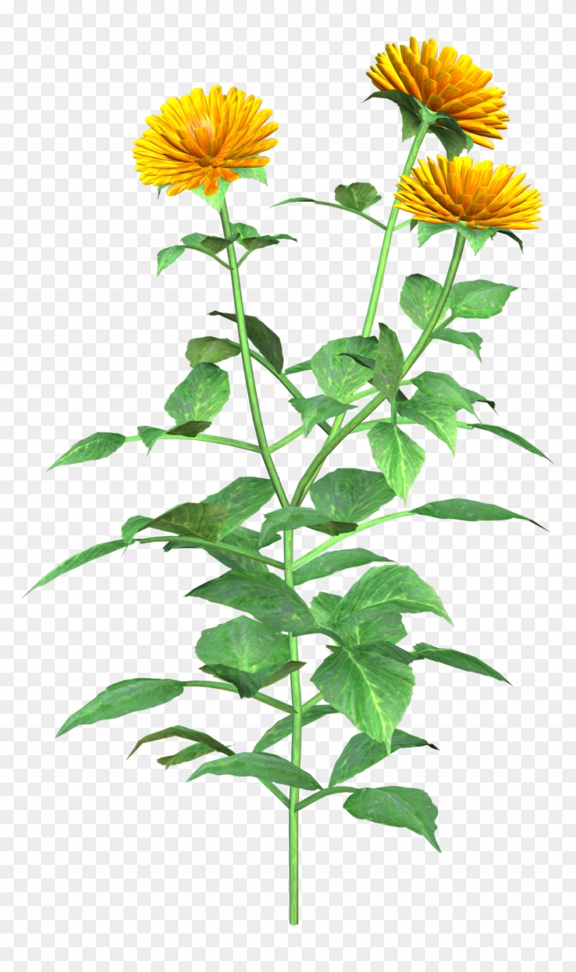 Free High Resolution Graphics And Clip Art - English Marigold, HD Png ...