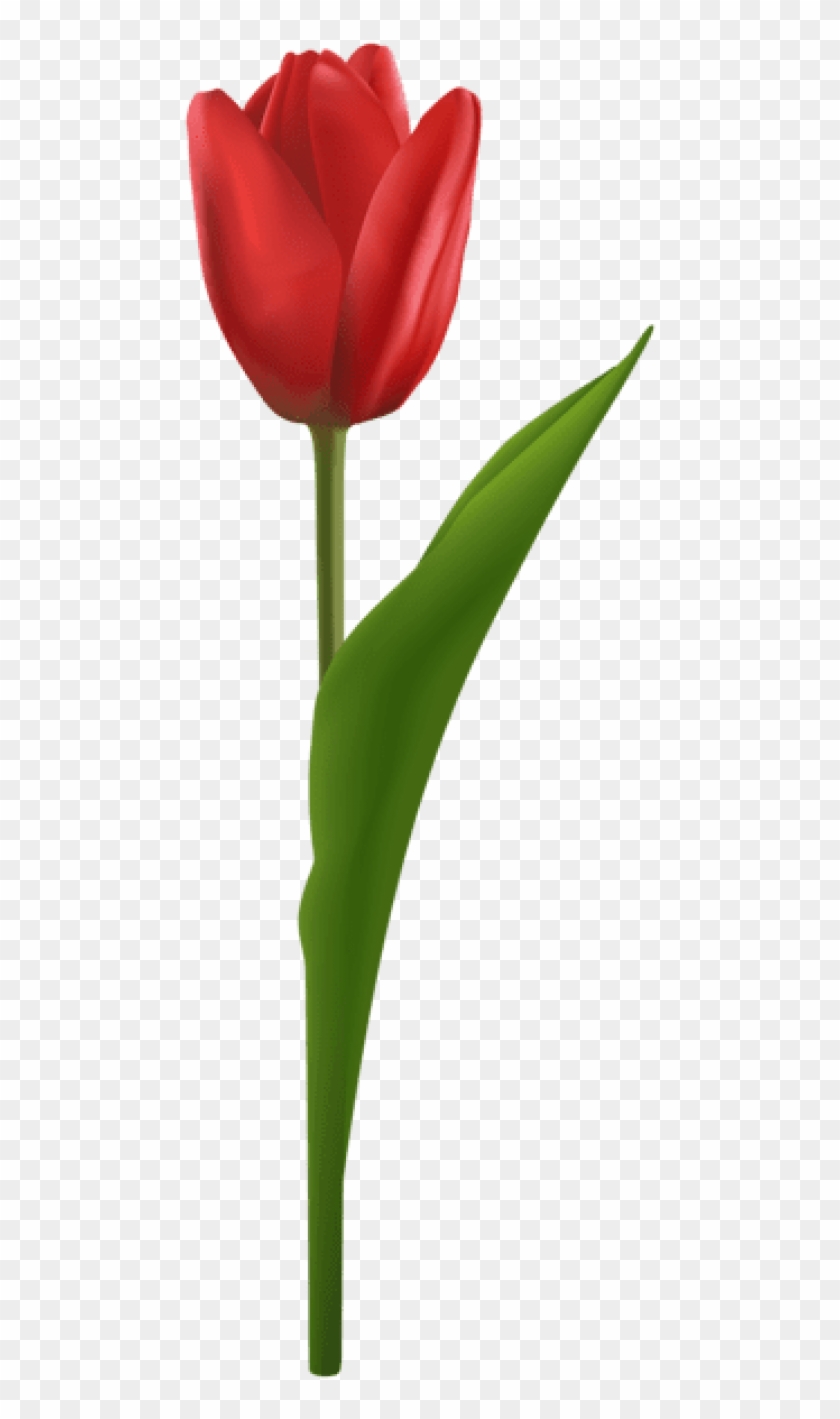 Free Png Download Tulip Red Png Images Background Png - Sprenger's ...