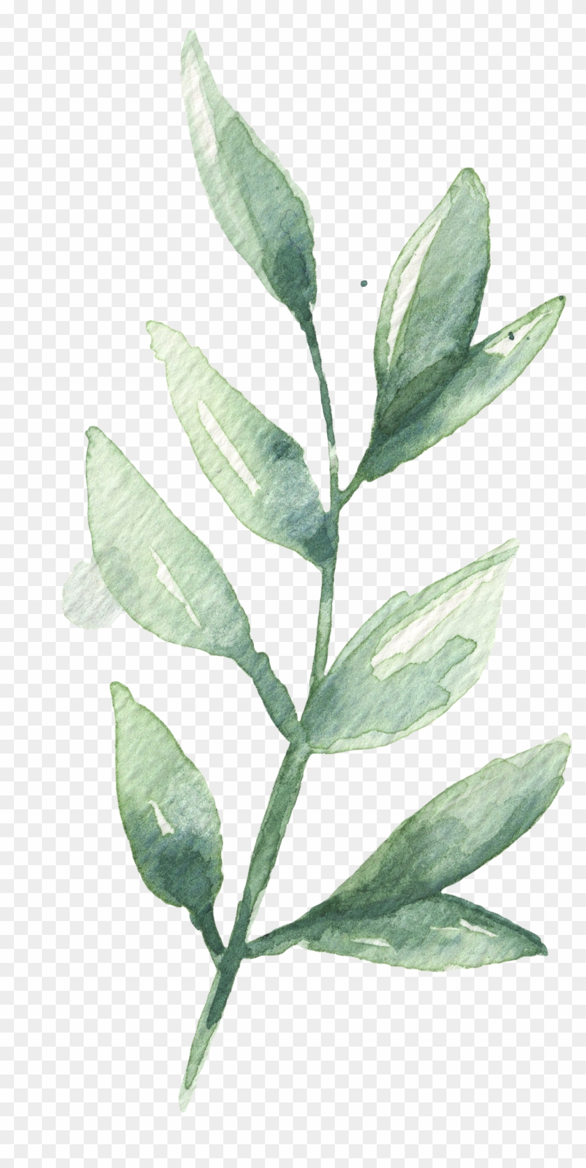 Your Testament To A Life Well-loved - Bay Laurel, HD Png Download ...
