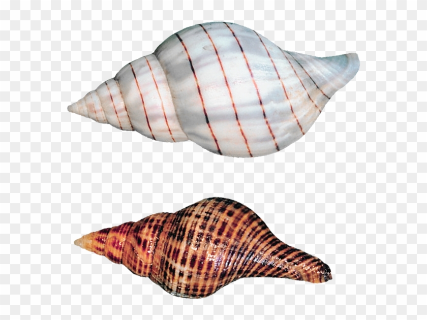 Seashell Png, Transparent Png - 629x640 (#1168761) - PinPng