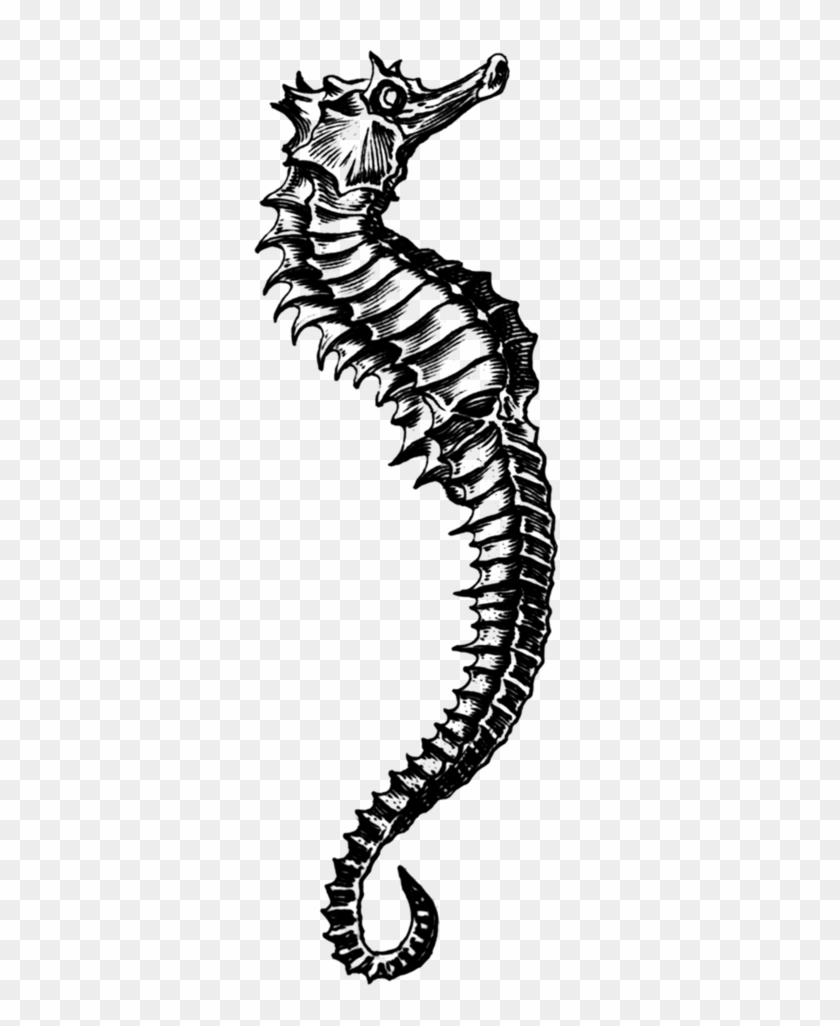 Скелет морского конька