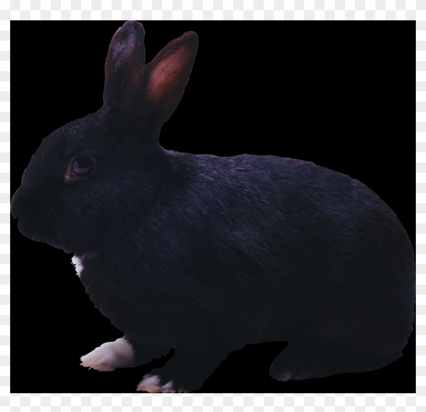 Free Rabbit Png Images - Domestic Rabbit, Transparent Png - 1600x1469 ...