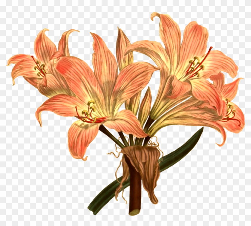 Jersey Lily Drawing Botanical Illustration Botany Free, HD Png Download ...