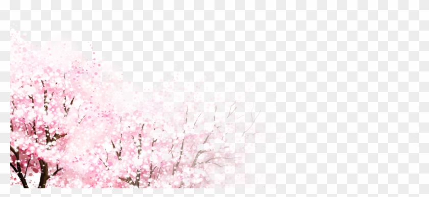 Cherry Blossoms Tree - Cherry Blossom, HD Png Download - 873x360 ...