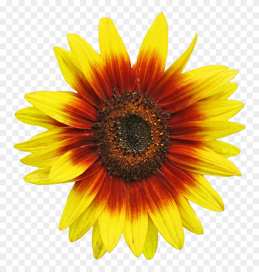 Sunflower Clipart Hd PNG, Sunflower, Sunflower Clipart, Plants Zombies PNG  Image For Free Download