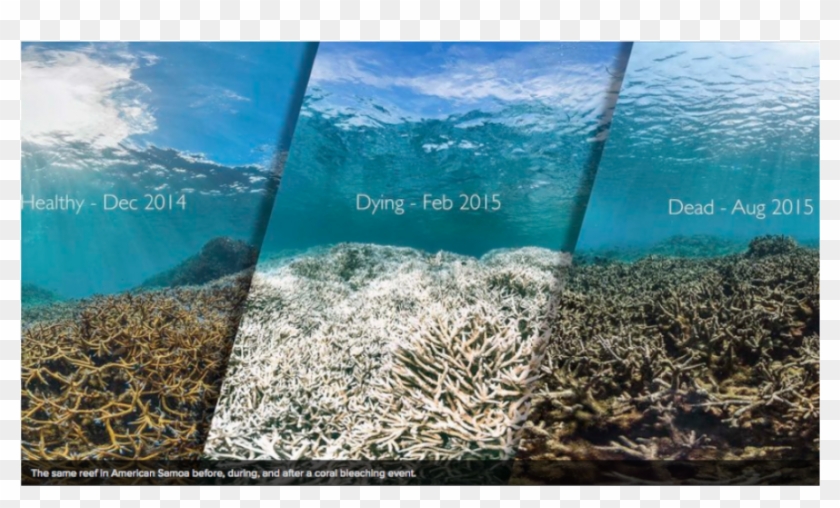 The Same Reef In American Samoa Before, During And - Hanauma Bay Coral 