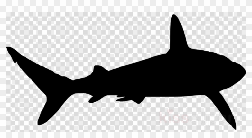 Download Shark Silhouette Png Clipart Shark Clip Art - Transparent ...