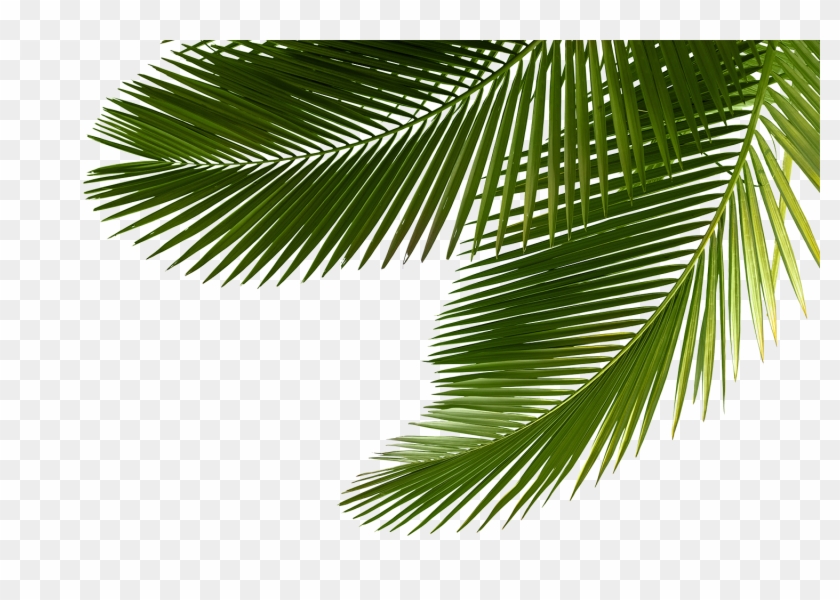 Пальмовые листья фото Palm Leaf Png Www Imgkid Com The Image Kid Has It Free - Palm Tree Leaves Png, T