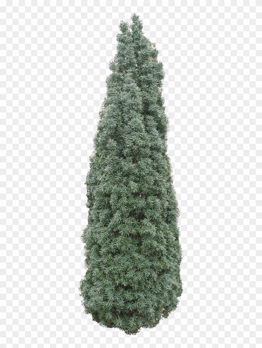 Evergreen, HD Png Download - 340x1034 (#1493415) - PinPng