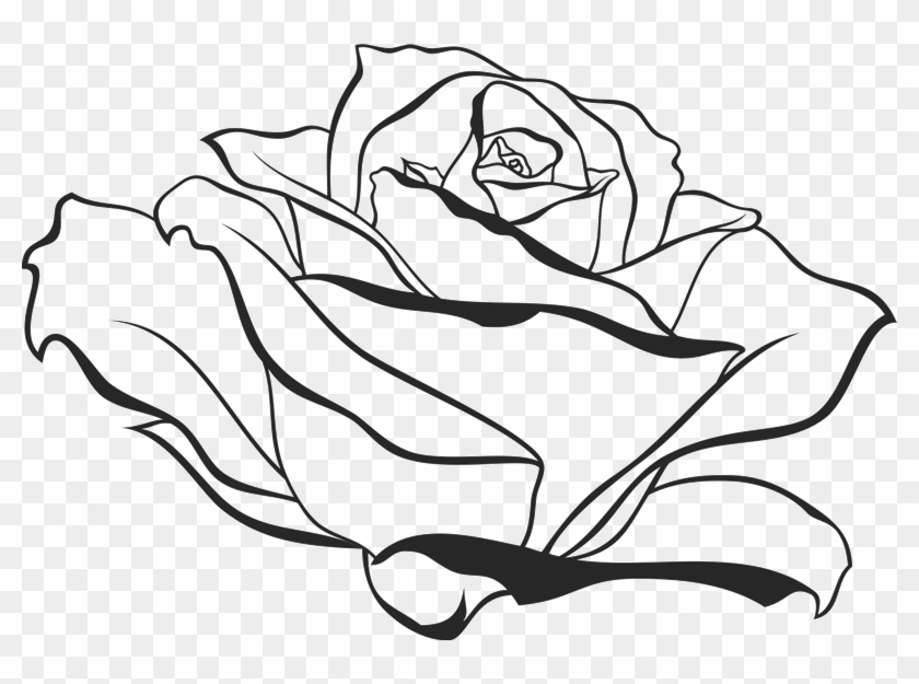 800 X 545 6 - Side View Rose Drawing, HD Png Download - 800x545 ...