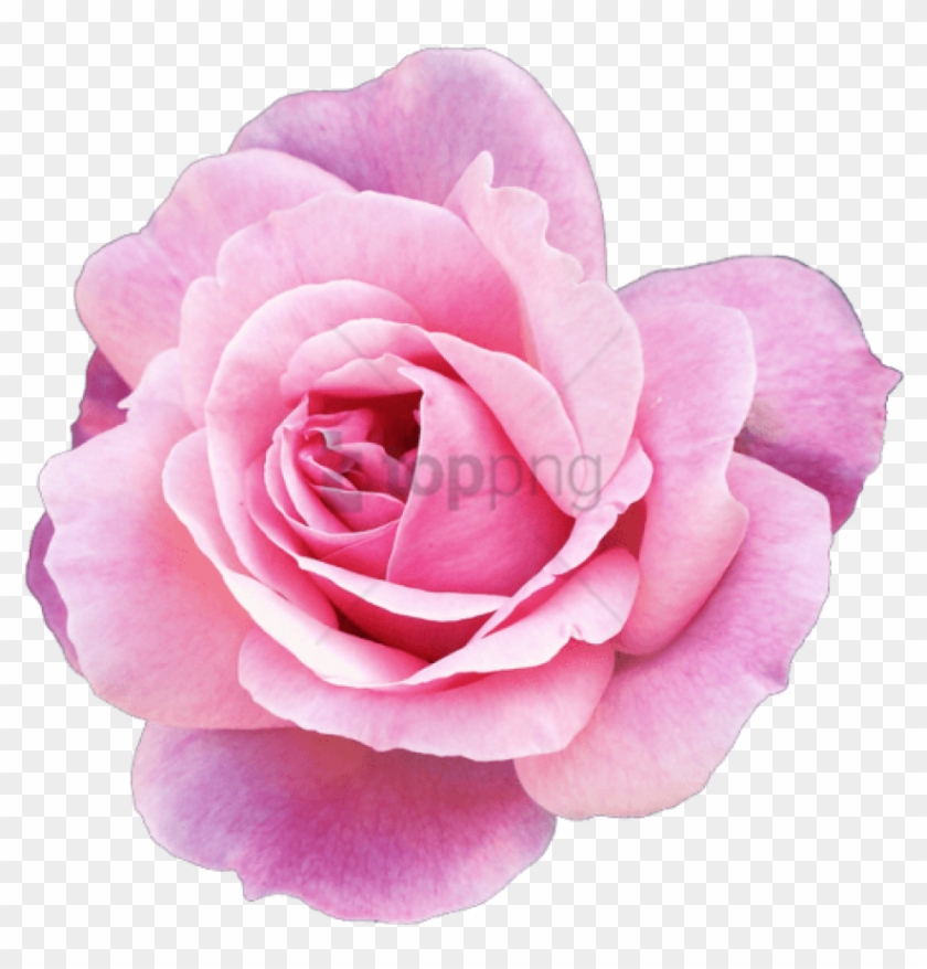 Rosa Hybrid Tea Rose, “pink Promise - Flower Tumblr Transparent Pink ...