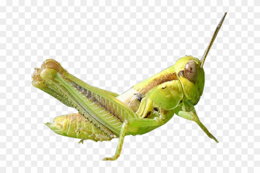 Band Winged Grasshoppers HD Png Download X PinPng