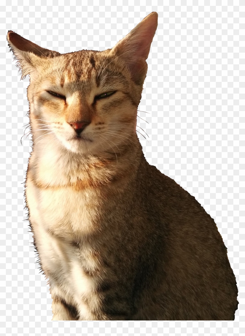 Animalcat With Squinty Eyes - Cat With Squinty Eyes, HD Png Download ...