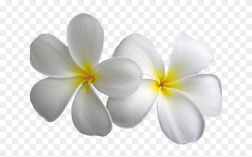 White Flower Clipart Plumeria - Transparent White Flowers Png, Png ...