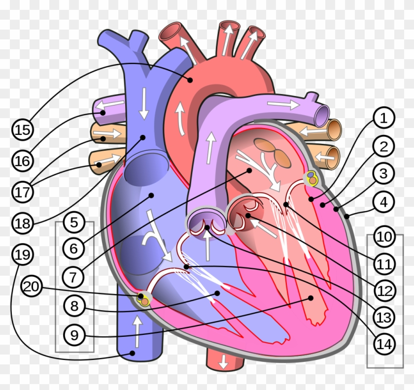 Diagram Of The Human Heart Atrium Heart Hd Png Download 1087x1024 Pinpng