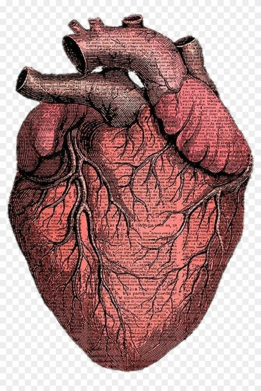 Строение сердца анатомия атлас