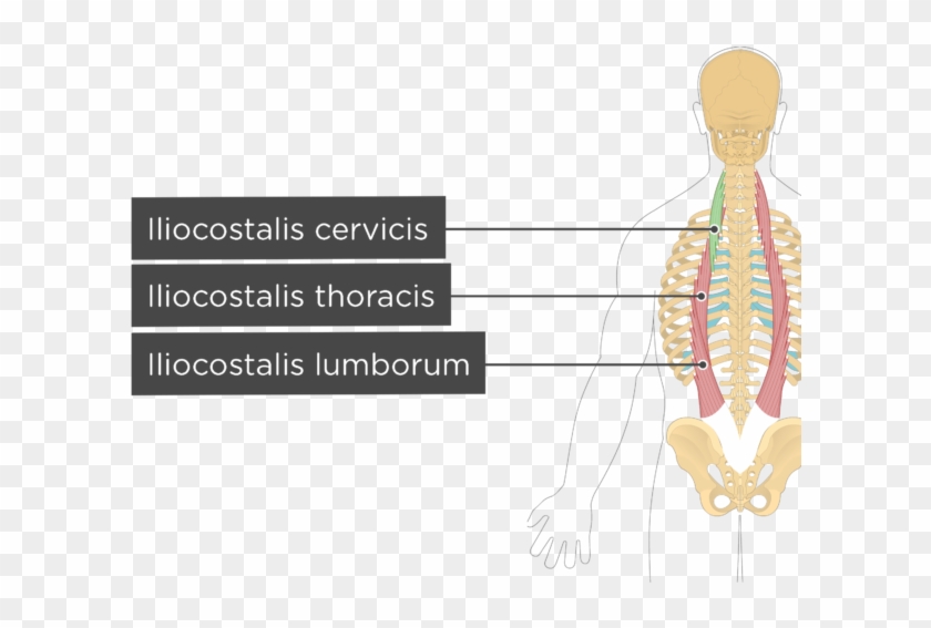 iliocostalis thoracis