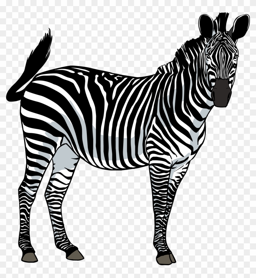 Zebra Png Image - Зебра Пнг, Transparent Png - 2123x2210 (#161305) - PinPng