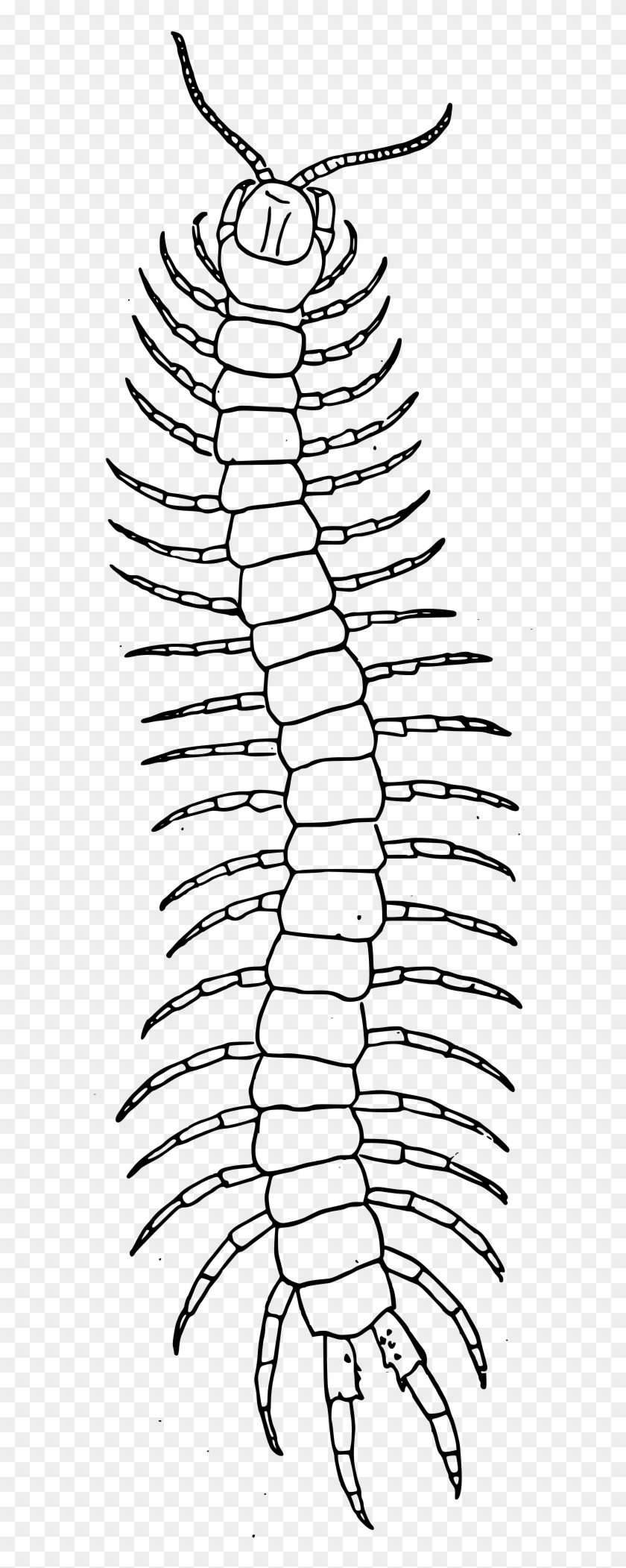 Сколопендра эскиз. Сколопендра. Тату сороконожка эскиз. Многоножка тату эскиз.