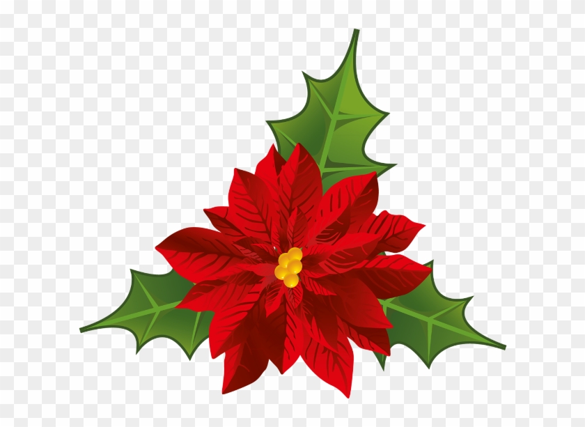 Poinsettia Rouge - Flores De Navidad Png, Transparent Png - 650x586 ...