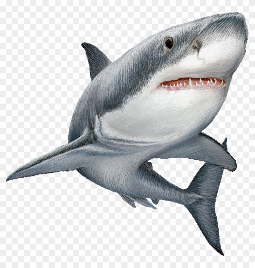 #shark #png - Shark Png, Transparent Png - 1024x1024 (#1666227) - PinPng