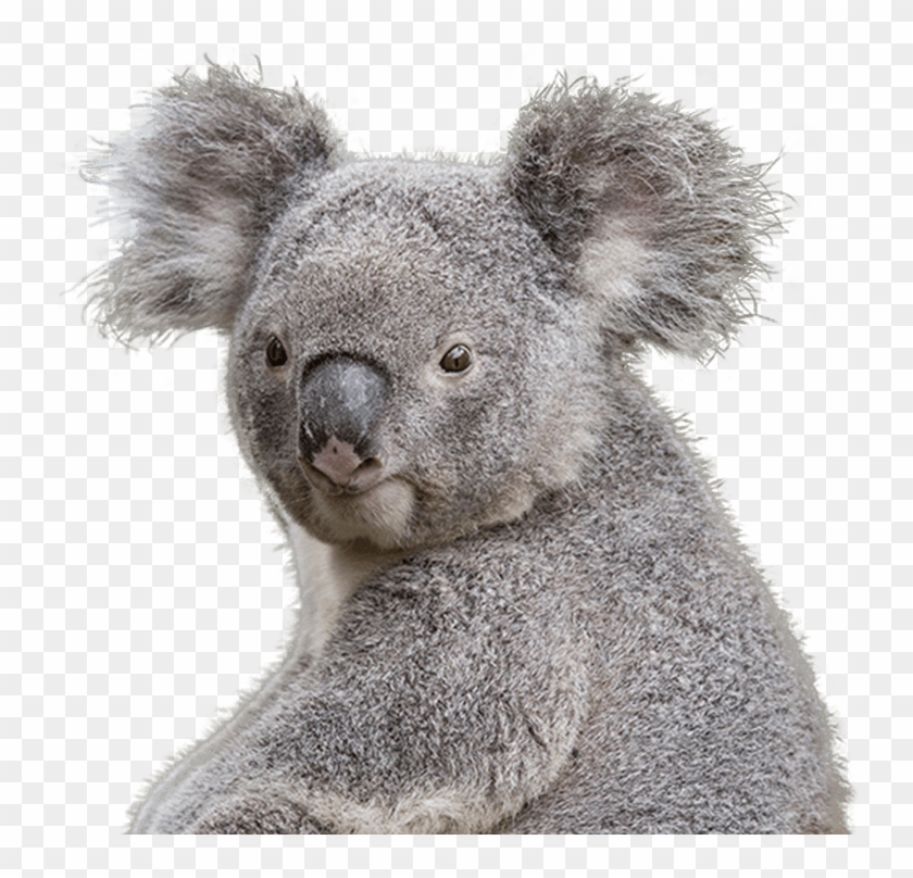 Koala Transparent Png Clipart Png Download 740x728 Pinpng