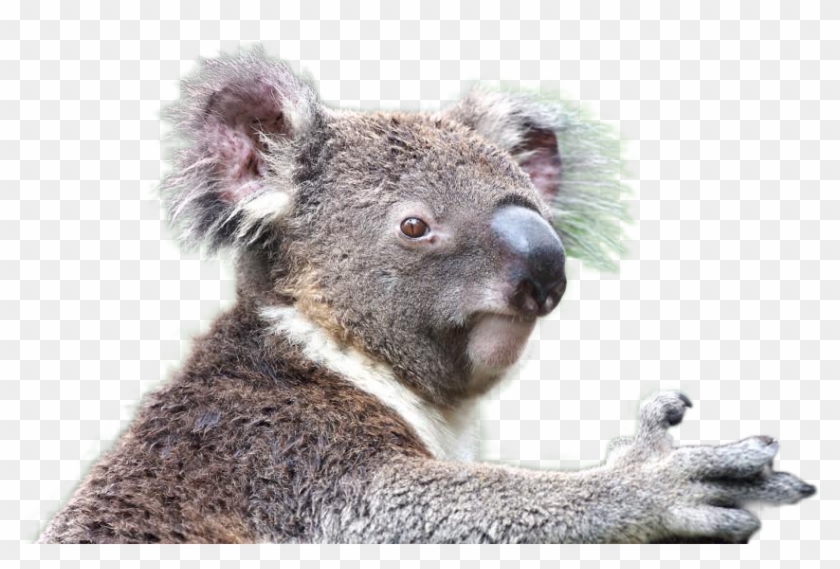 Koala Png Image Koala Animal Transparent Png 945x531 Pinpng