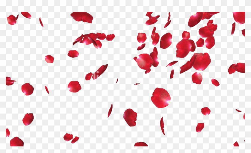 Free Rose Petals Png File - Red Rose Petals Png, Transparent Png ...