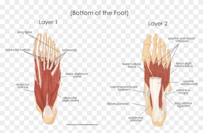 The Muscles Of The Sole Of The Foot, HD Png Download - 986x602 (#189860 ...