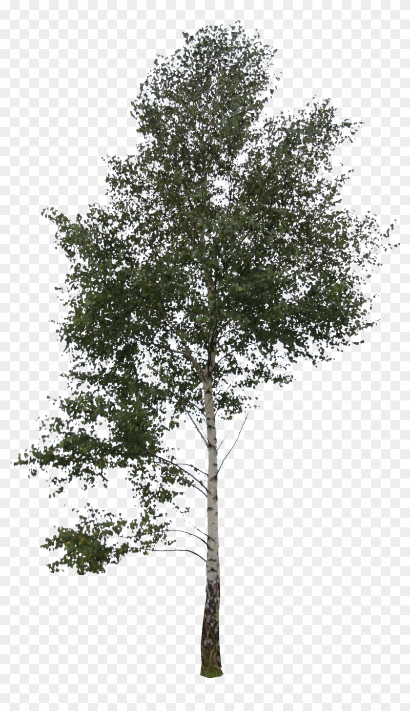 Birch Trees Png , Png Download, Transparent Png - 1798x3032 (#1834647 ...