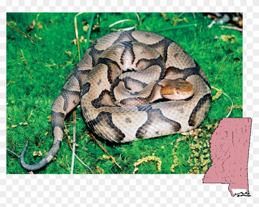 Copperhead Agkistrodon - Northern Copperhead, HD Png Download ...