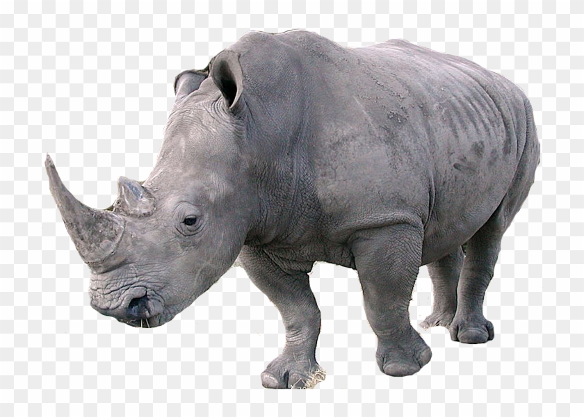 Rhino Png - Black Rhino No Background, Transparent Png - 800x533 ...