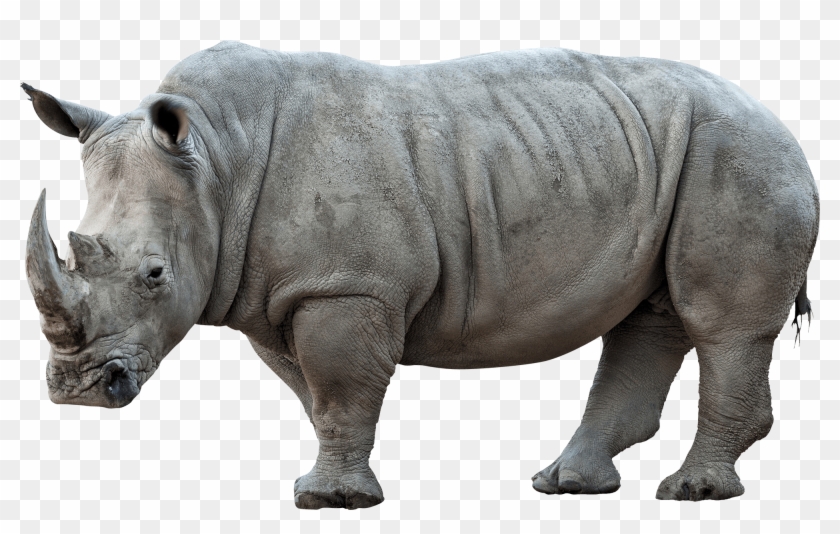 Rhinoceros Png Pic - Rhino Png, Transparent Png - 2000x1177 (#197511 ...