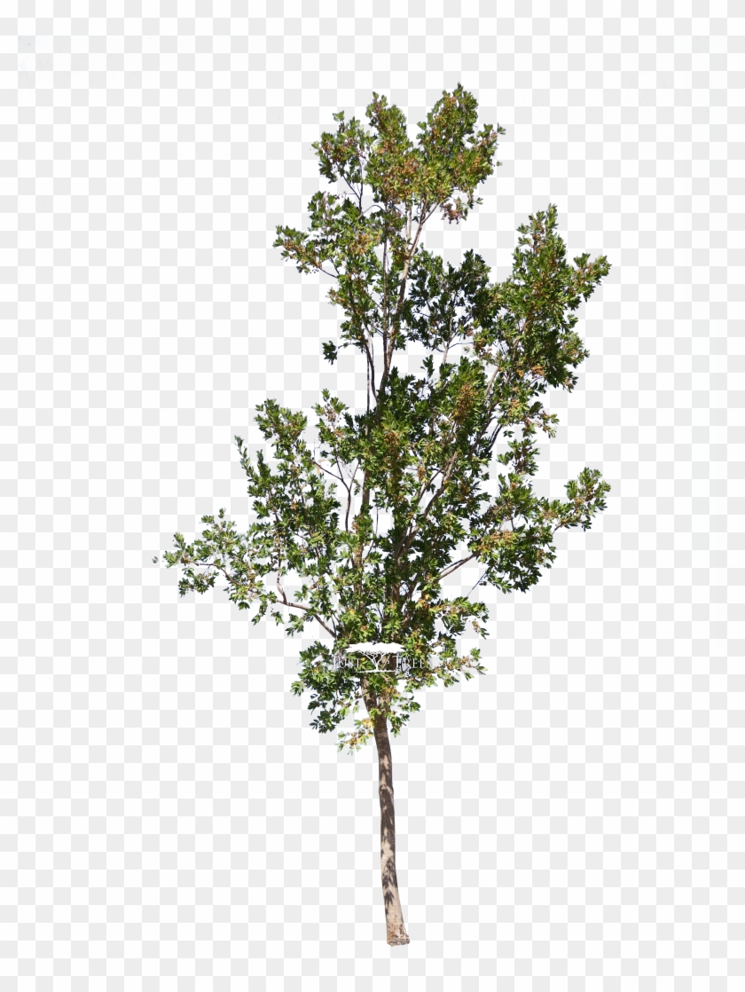 Combretum Erythrophyllum - River Bushwillow, HD Png Download ...