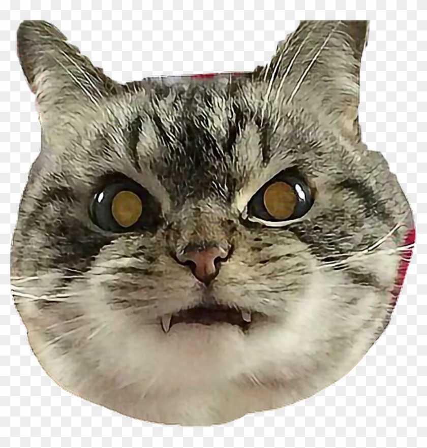 #cat #angry #vampire #catselfie #freetoedit - Никто Не Гладит, HD Png ...