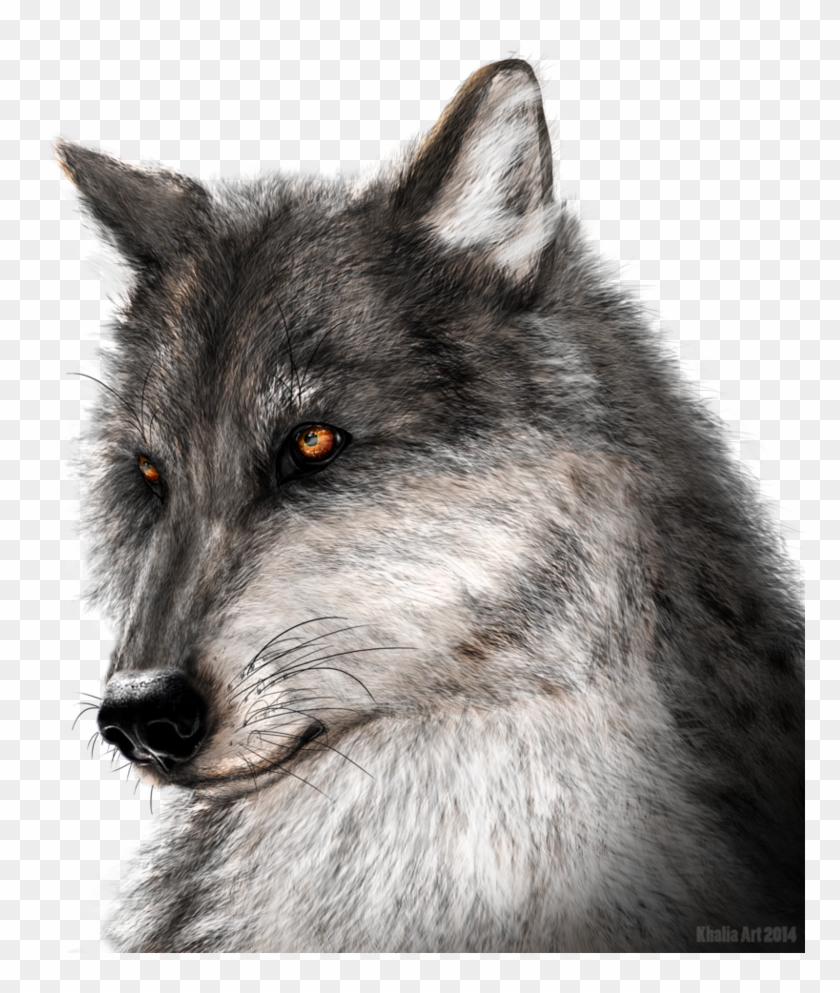 Wolf Face Png 94 Images In Collection Page, Transparent Png - 858x932 ...