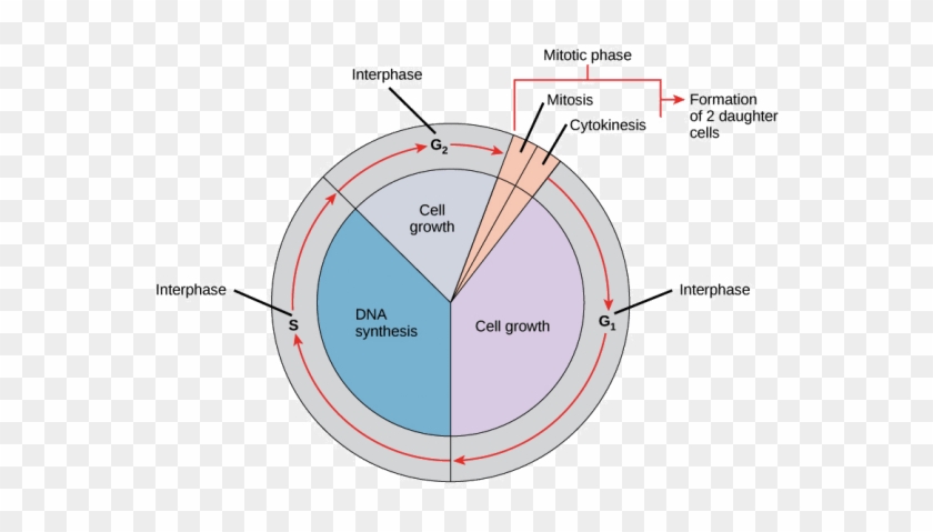 What Happens During Interphase Of A Cell Cycle During Which Stage Is