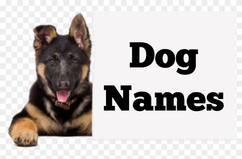 This dog a name. Dog name German Shepherd. Dog names.