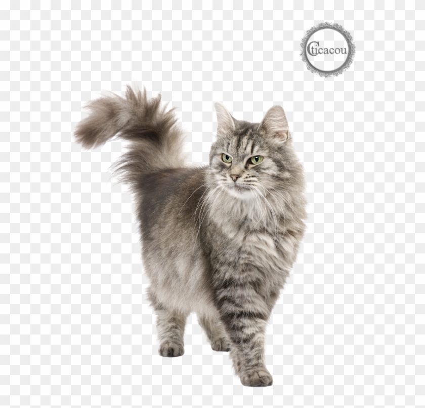 Tube Chat Png Siberian Vs Norwegian Cat Transparent Png 600x776 Pinpng